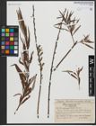 Foto von Salix viminalis L.